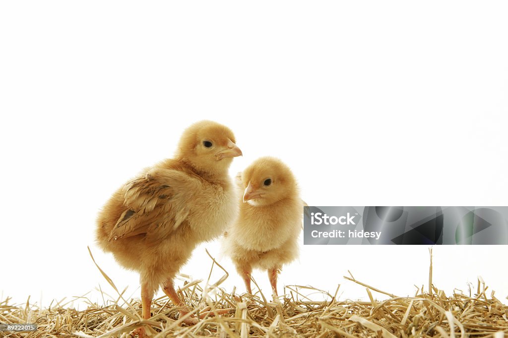 Easter Babies on white Chicken - Bird Stock Photo