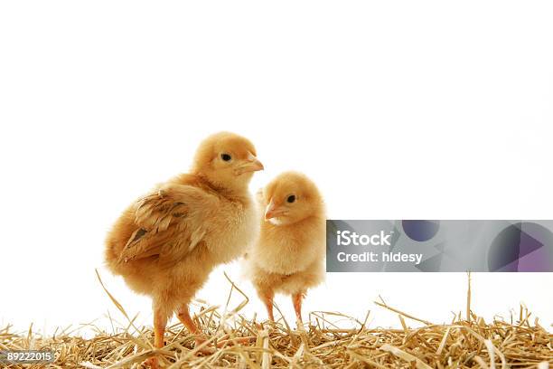 Easter Babies Stock Photo - Download Image Now - Chicken - Bird, Hay, Animal