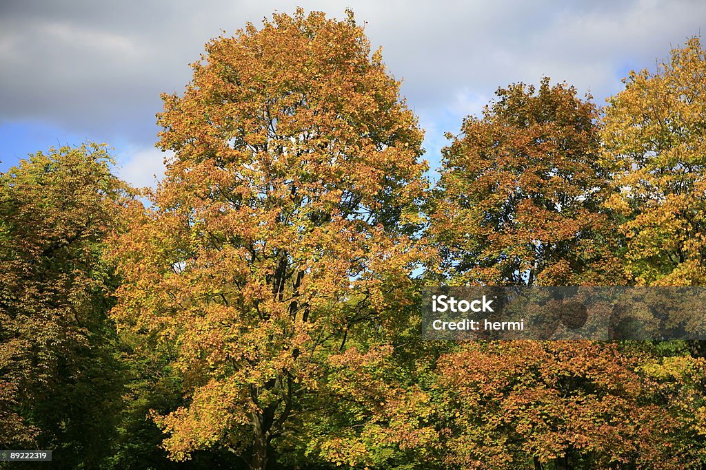 autumn background  Abstract Stock Photo