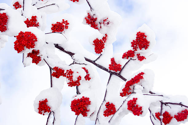 Winter Ashberry Closeup Covered by Snow stock photo