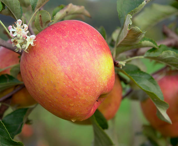 レッドアップルのブランチ - planting crop ripe branch ストックフォトと画像