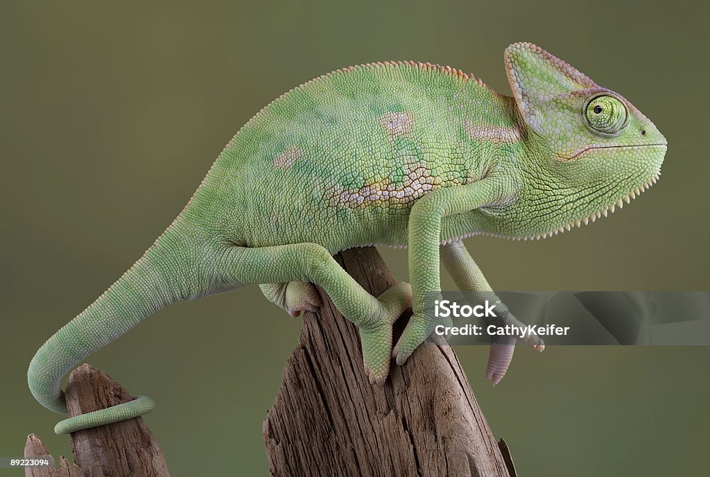 Caméléon voilé - Photo de Caméléon voilé libre de droits