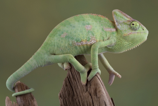 A veiled chameleon is sitting on a dead branch.