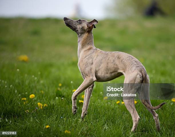 Whippet Perro Foto de stock y más banco de imágenes de Alerta - Alerta, Animal, Animal joven