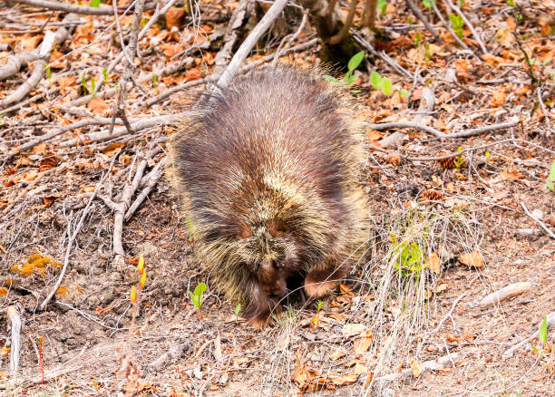 istock Porcupine in the Undergrowth in Alaska 892238322