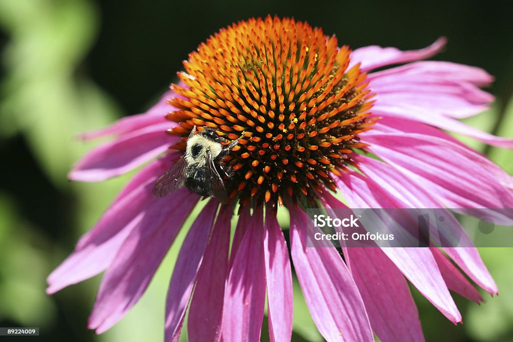 Bourdon sur Echinacea fleur rose - Photo de Bourdon libre de droits