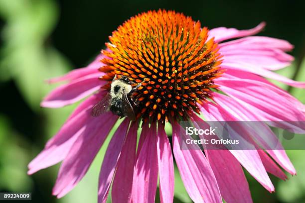 Photo libre de droit de Bourdon Sur Echinacea Fleur Rose banque d'images et plus d'images libres de droit de Bourdon - Bourdon, Dedans, Fleur - Flore