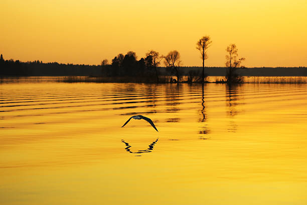 Sunset under lake stock photo