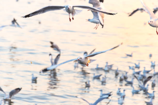 istock Seagulls flying above the sea 892245058