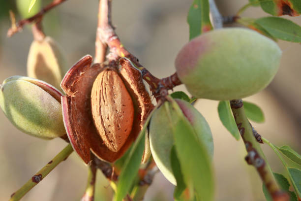 Almonds on a tree stock photo
