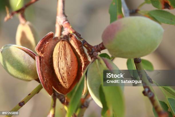 Almonds On A Tree Stock Photo - Download Image Now - Almond Tree, Almond, Orchard
