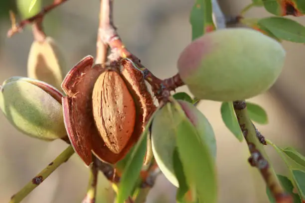 Photo of Almonds on a tree