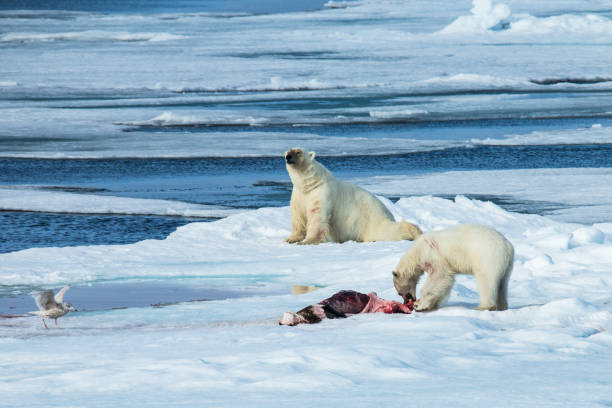 istock Two Polar bears eating a killed seal 892246160
