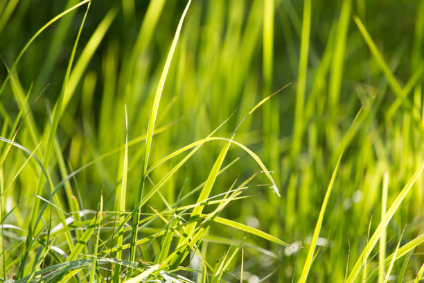 istock green grass in nature 892246360