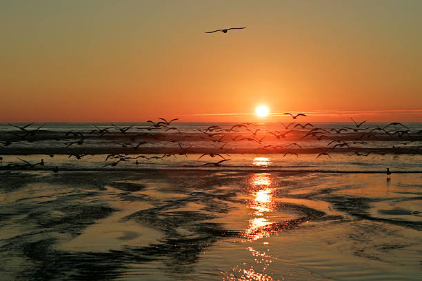 istock Flock to the Sea 89224691