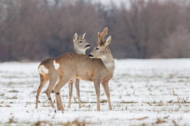 Roe deer Capreolus capreolus in winter on snow Roe deer Capreolus capreolus in winter. Roe deer buck with antlers covered in velvet. Wild animal male and female cute interaction. roe deer frost stock pictures, royalty-free photos & images