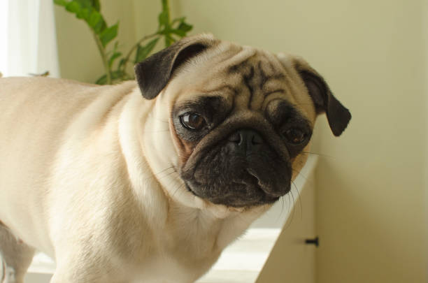 istock Small dog breed pug looking at you 892249598