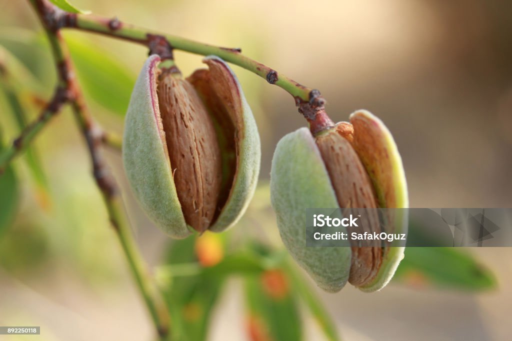 Amandes sur un arbre - Photo de Amandier libre de droits