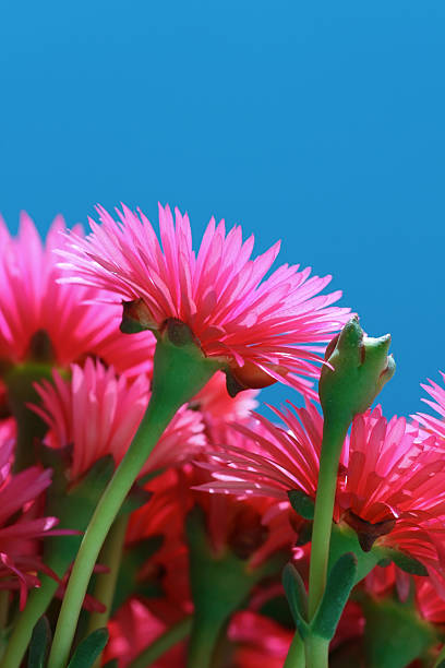 flor de rosa - sea fig imagens e fotografias de stock