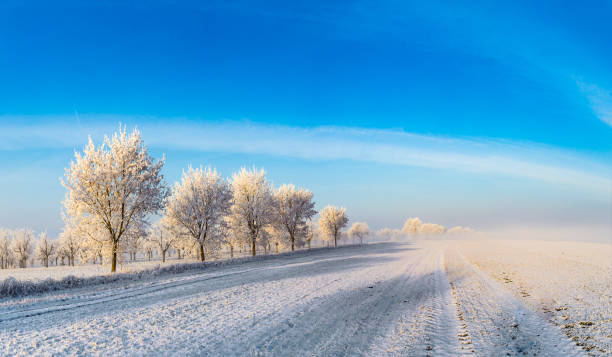 istock white icy trees in snow covered landscape 892255712