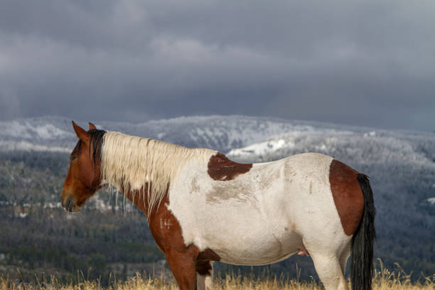istock pinto horse and Wyoming mountains 892255772