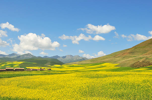 golden cole champ sous le ciel bleu - Photo