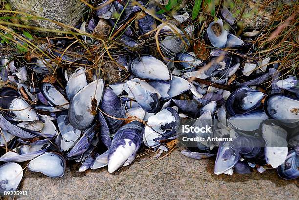 Azul Vazio Mexilhão Shells - Fotografias de stock e mais imagens de Abstrato - Abstrato, Alimentação Saudável, Amontoar