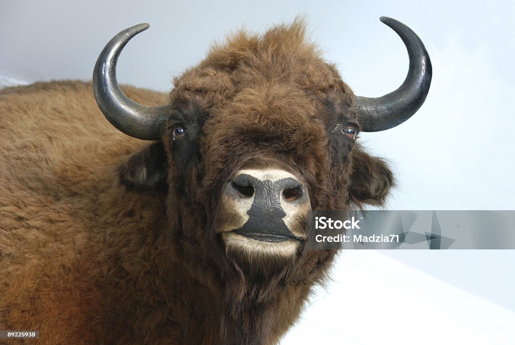 Aurochs (Bison bonansus - Photo de Affolé libre de droits