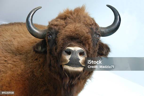 Photo libre de droit de Aurochs Bison Bonansus banque d'images et plus d'images libres de droit de Affolé - Affolé, Bison d'Europe, Faune