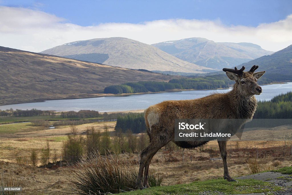 Cervo rosso e Loch Tulla - Foto stock royalty-free di Argyll e Bute