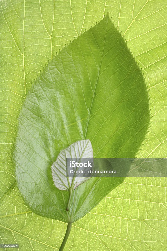 Growth pattern comparison of a green Spring leaf  Abstract Stock Photo