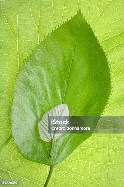 Growth Pattern Comparison Of A Green Spring Leaf Stock Photo - Download Image Now - Abstract, Backgrounds, Beauty In Nature