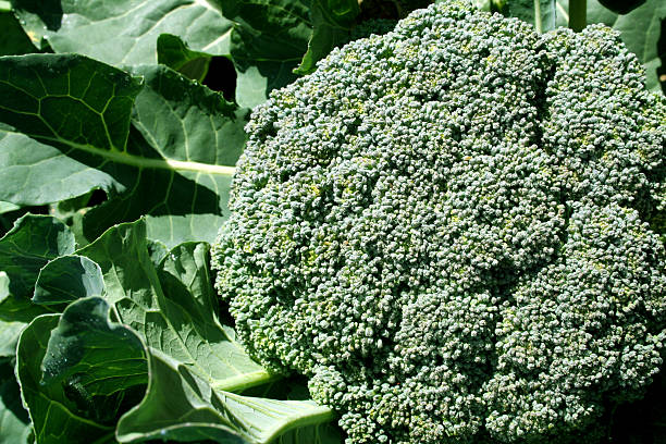 Frais Organic Brocoli Head - Photo