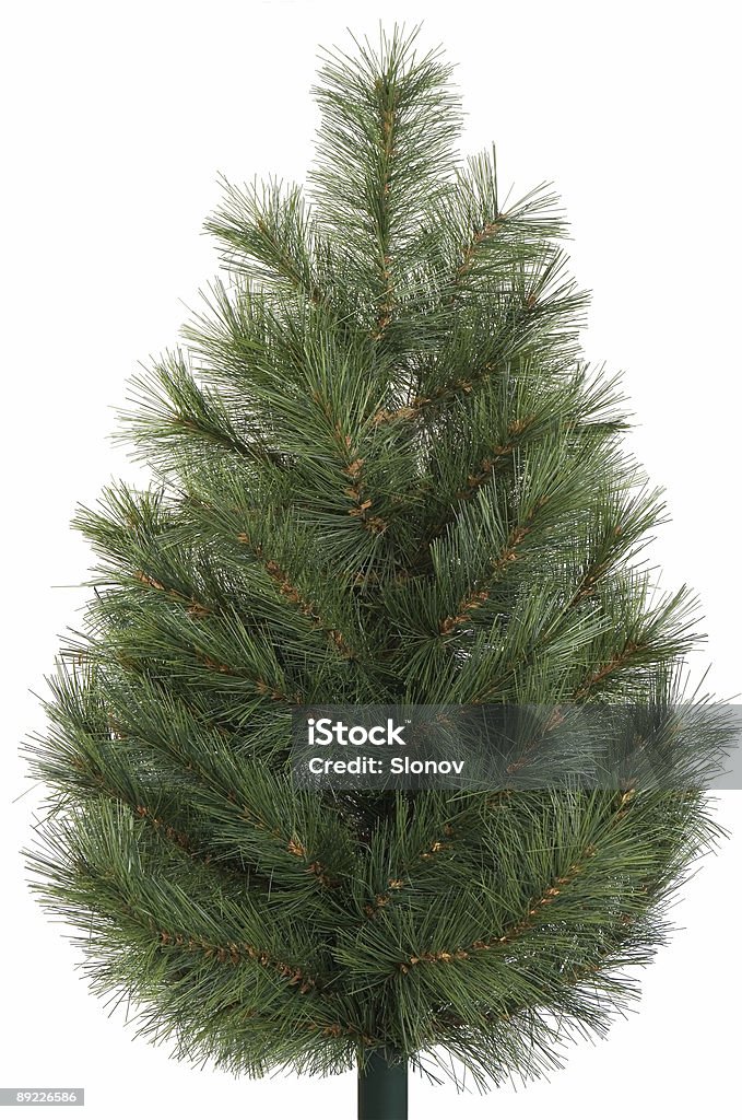 Spruce isolated  Artificial Stock Photo