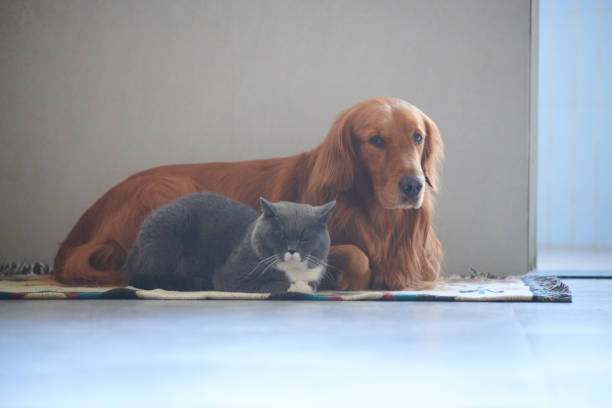 istock Golden retriever and British short cat 892265962