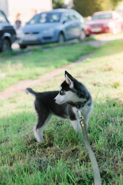 istock Little husky puppy at walk 892266380
