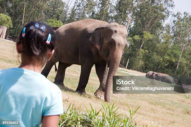 Indische Asiatische Mädchen Vor Einem Elefanten Im Zoo Stockfoto und mehr Bilder von Asiatischer und Indischer Abstammung