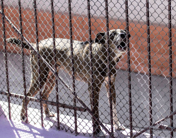 istock angry dog behind a fence 892266878