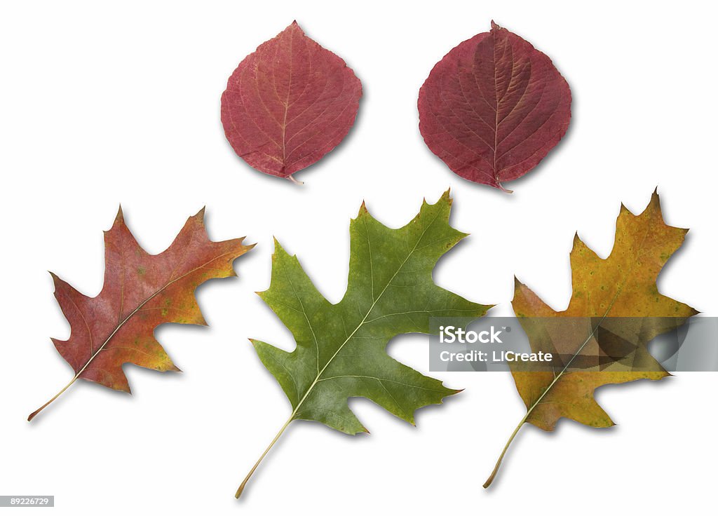 Hojas de otoño - Foto de stock de Amarillo - Color libre de derechos