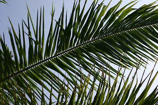 Palms stock photo