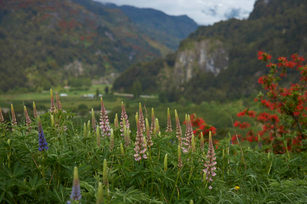 Spring flowers in the valley of the River Simpson on the route of the Carretera Austral in northern Patagonia, Chile.
