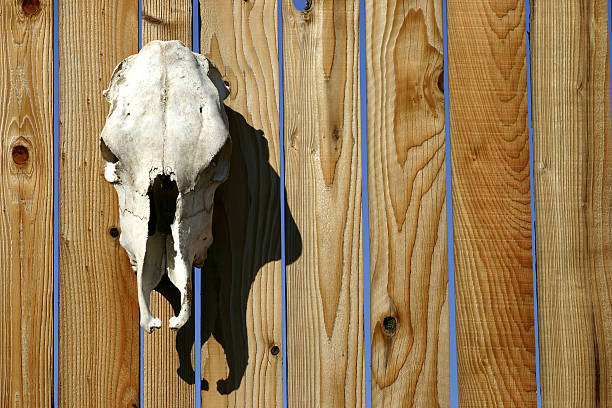 Cráneo en valla - foto de stock