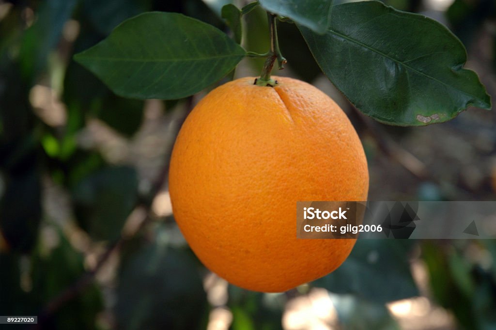 Florida Orange  Florida - US State Stock Photo