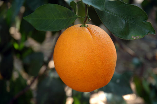 Florida Orange  valencia orange stock pictures, royalty-free photos & images
