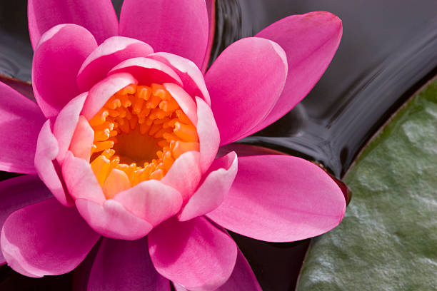 Pink lotus flower stock photo