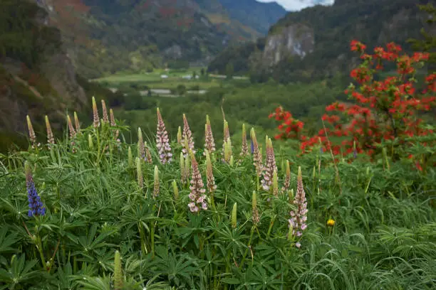 Photo of Spring flowers in Patagonia