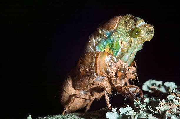 Southeastern Cicada stock photo