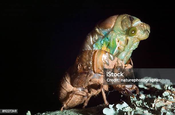 Southeastern Cicada Stock Photo - Download Image Now - Night, Plant Bark, Animal