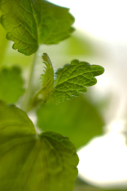 subtle verdancy lemon balm