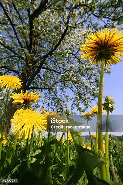 Dentedeleão Na Primavera - Fotografias de stock e mais imagens de Dente-de-leão - Dente-de-leão, Primavera - Estação do ano, Agricultura